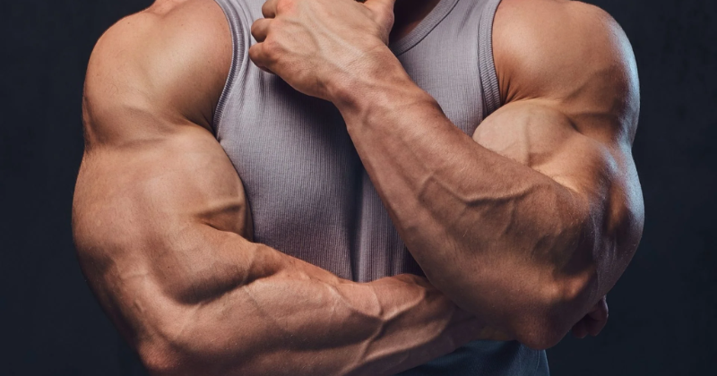 Does Sustanon Have A Long Half-Life?